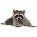 Raccoon 21