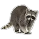 Raccoon 26