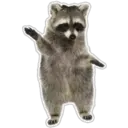 Raccoon 30