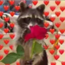 Raccoon 2