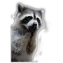 Raccoon 5