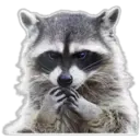Raccoon 10