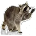 Raccoon 7