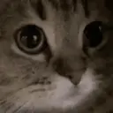 Reaction 7 20