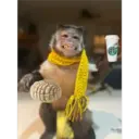 Monos Chidos 12