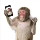 Monos Chidos 30