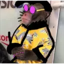 Monos Chidos 1