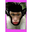 Monos Chidos 29