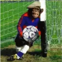Monos Chidos 11
