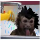Monos Chidos 24