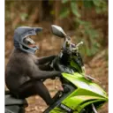 Monos Chidos 4
