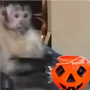 Memes Halloween ️ 29