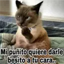 Gatos con Amor ️ 22