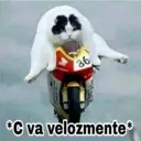 Gatos con Amor ️ 17