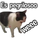 Gatos con Amor ️ 11