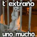 Gatos con Amor ️ 15