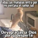 Gatos con Amor ️ 8