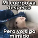Gatos con Amor ️ 23