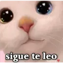 Gatos con Amor ️ 25