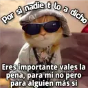 Gatos con Amor ️ 13
