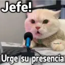 Gatos con Amor ️ 1
