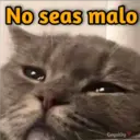 Gatos con Amor ️ 10