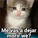 Gatos con Amor ️ 24