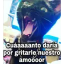 Gatos con Amor ️ 14