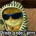 Gatos con Amor ️ 7