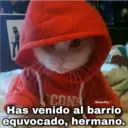 Gatos con Amor ️ 5
