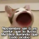 Gatos con Amor ️ 16