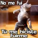 Gatos con Amor ️ 3
