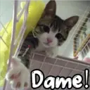 Gatos con Amor ️ 18