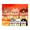 Moving 3 scruffy cats 16 7