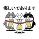 Moving 3 scruffy cats 16 1