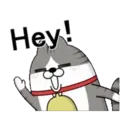 Moving 3 scruffy cats 16 12