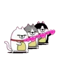 Moving 3 scruffy cats 16 21