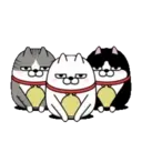 Moving 3 scruffy cats 16 14
