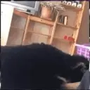 Expresiones de Animales 7