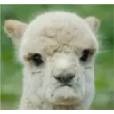 Expresiones de Animales 17