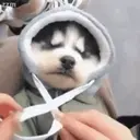 Expresiones de Animales 10