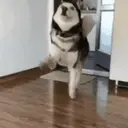 Expresiones de Animales 16