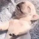 Expresiones de Animales 3