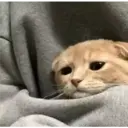 Expresiones de Animales 2