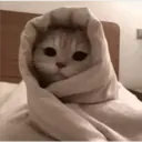 Expresiones de Animales 9
