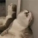 Expresiones de Animales 18