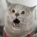 Expresiones de Animales 14