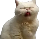 Expresiones de Animales 26
