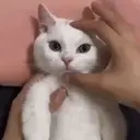 Expresiones de Animales 24