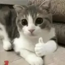 Expresiones de Animales 12